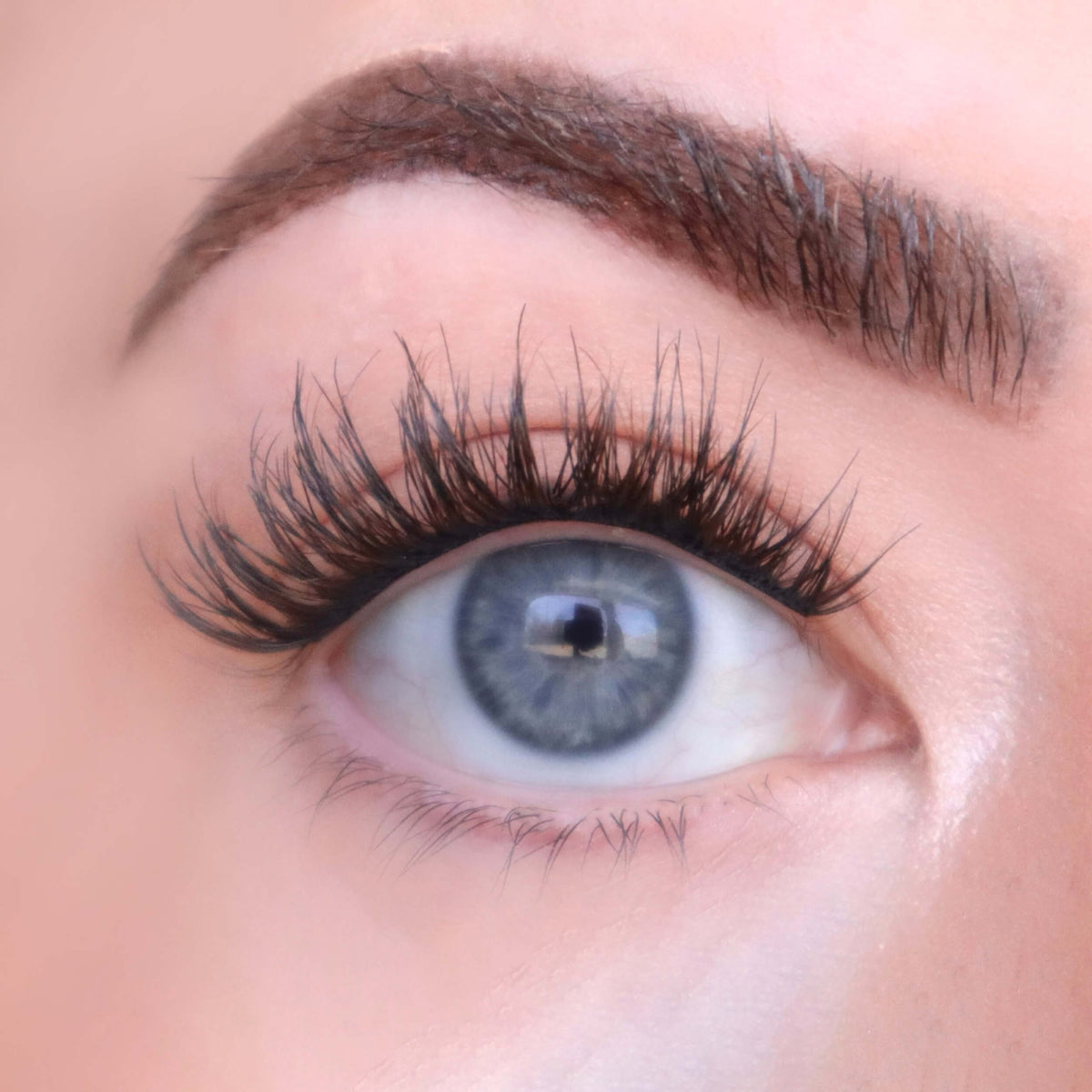 FlutterHabit Willow 6-Pack